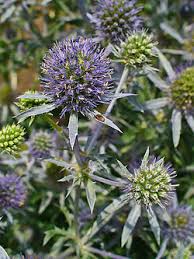 Attēlu rezultāti vaicājumam “Eryngium planum”