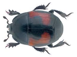 Attēlu rezultāti vaicājumam “Histeridae”