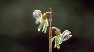 Attēlu rezultāti vaicājumam “Epipogium aphyllum”