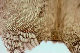 Attēlu rezultāti vaicājumam “Calliergon megalophyllum”