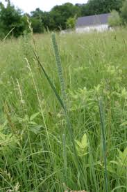 Attēlu rezultāti vaicājumam “Phleum pratense”