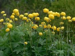 Attēlu rezultāti vaicājumam “Trollius europaeus”