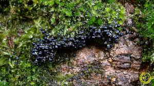 Attēlu rezultāti vaicājumam “Colloderma robustum macro”