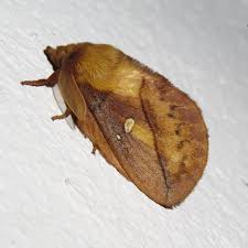 Attēlu rezultāti vaicājumam “Euthrix potatoria imago”