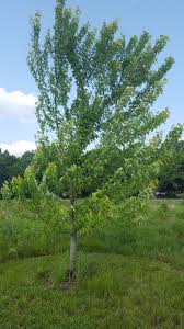 Attēlu rezultāti vaicājumam “Acer saccharinum”