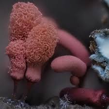 Attēlu rezultāti vaicājumam “Arcyria minuta macro”