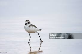 Image result for Charadrius mongolus