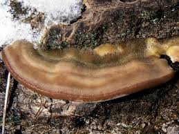 Attēlu rezultāti vaicājumam “Trametes hirsuta”