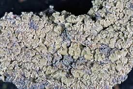 Attēlu rezultāti vaicājumam “Hypocenomyce scalaris”