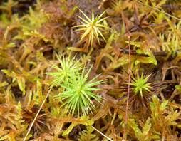 Attēlu rezultāti vaicājumam “Paraleucobryum longifolium”