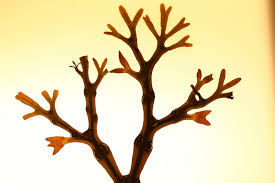 Attēlu rezultāti vaicājumam “Fucus vesiculosus”