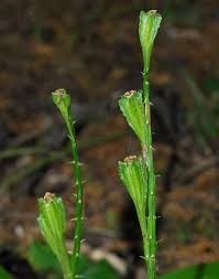 Attēlu rezultāti vaicājumam “Liparis loeselii fruit”