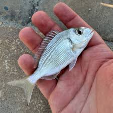 Image result for Sparus aurata