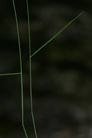 Attēlu rezultāti vaicājumam “Poa nemoralis fruit”