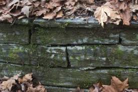 Attēlu rezultāti vaicājumam “Verrucaria hydrela”