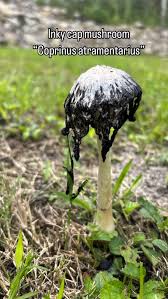 Attēlu rezultāti vaicājumam “Coprinus atramentarius”