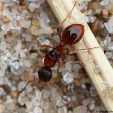 Attēlu rezultāti vaicājumam “Myrmica rubra”