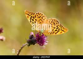 Attēlu rezultāti vaicājumam “Argynnis paphia female”