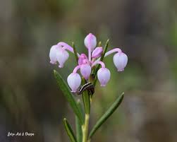 Attēlu rezultāti vaicājumam “Andromeda polifolia leaf”