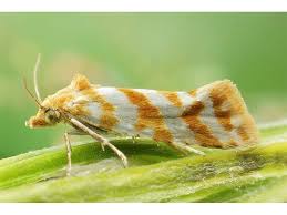 Attēlu rezultāti vaicājumam “Aethes margaritana”