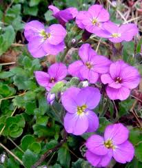 Attēlu rezultāti vaicājumam “Aubrieta deltoidea”