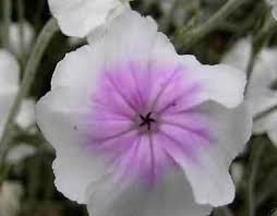 Image result for Lychnis coronaria