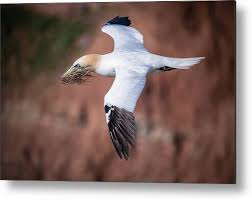 Image result for Morus bassanus