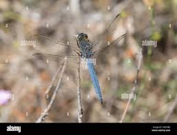 Attēlu rezultāti vaicājumam “Orthetrum brunneum”