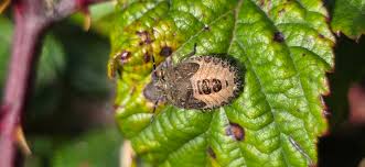 Attēlu rezultāti vaicājumam “Closterotomus biclavatus nymph”