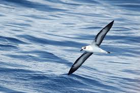 Image result for Pterodroma hasitata