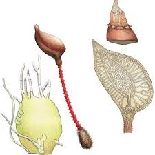 Attēlu rezultāti vaicājumam “Buxbaumia aphylla”