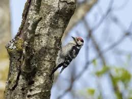 Attēlu rezultāti vaicājumam “Dendrocopos minor male”