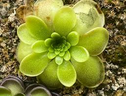 Attēlu rezultāti vaicājumam “Pinguicula vulgaris leaf”