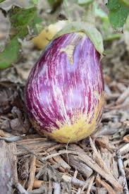 Afbeeldingsresultaat voor melanzana prosperosa eggplant