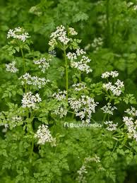 Attēlu rezultāti vaicājumam “Anthriscus”