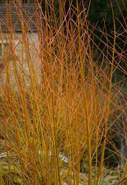 Attēlu rezultāti vaicājumam “Salix alba var. vitellina”