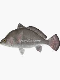 Image result for Aplodinotus grunniens