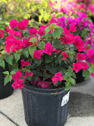 Image result for bougainvillea