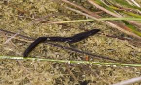 Attēlu rezultāti vaicājumam “Haemopis sanguisuga”