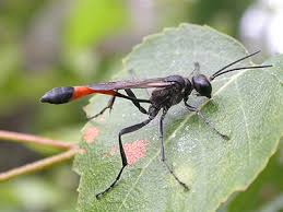 Attēlu rezultāti vaicājumam “Ammophila sp.”