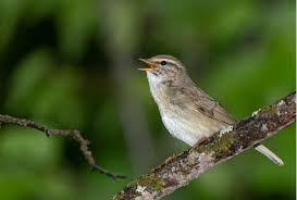 Image result for Phylloscopus schwarzi