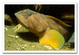 Image result for Zoarces americanus