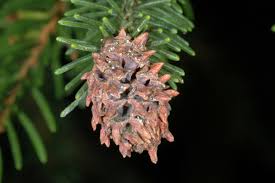 Attēlu rezultāti vaicājumam “Sacchiphantes abietis”