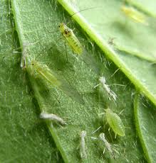 Attēlu rezultāti vaicājumam “Sacchiphantes abietis exuvia”