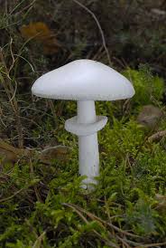 Attēlu rezultāti vaicājumam “Amanita citrina”