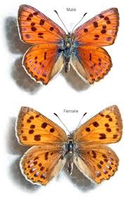 Attēlu rezultāti vaicājumam “Lycaena alciphron”