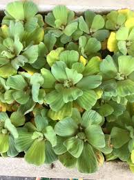 Attēlu rezultāti vaicājumam “Pistia stratiotes leaf”