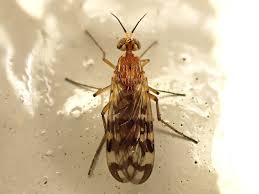 Attēlu rezultāti vaicājumam “Sylvicola sp.”