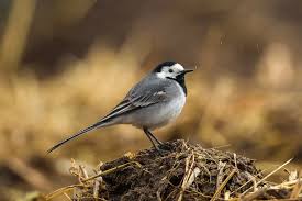 Attēlu rezultāti vaicājumam “Motacilla alba nest”