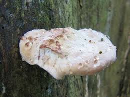 Attēlu rezultāti vaicājumam “Postia guttulata”